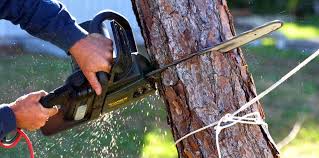 Best Firewood Processing and Delivery  in Socastee, SC