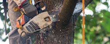 Best Tree Disease Treatment  in Socastee, SC