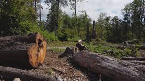 Best Tree Removal  in Socastee, SC