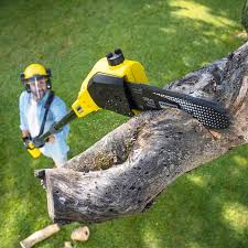 Best Lawn Fertilization  in Socastee, SC