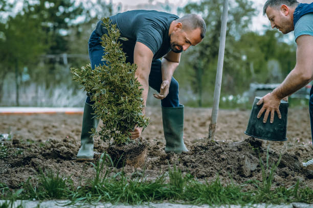 Best Commercial Tree Services  in Socastee, SC