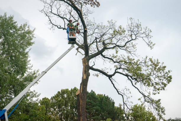 Best Tree Risk Assessment  in Socastee, SC