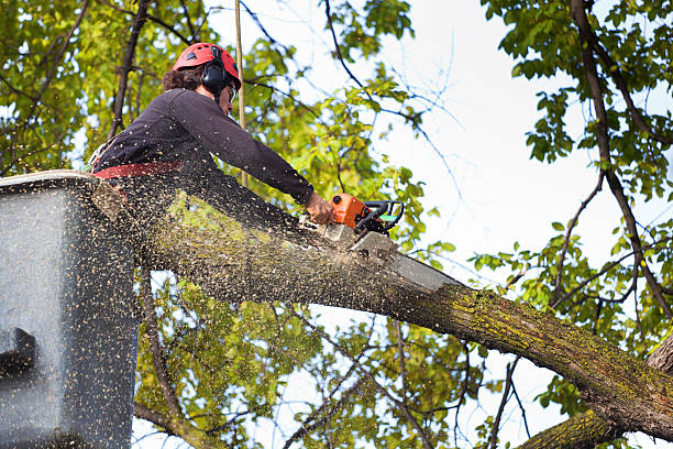 Best Hedge Trimming  in Socastee, SC